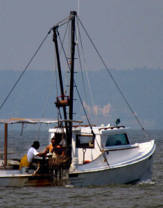 Watermen aboard the Senora work the James River for oysters on Wednesday.